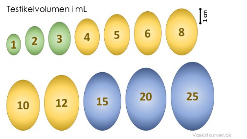 Billede af testikelvolumen i ml i forhold til længde og diameter